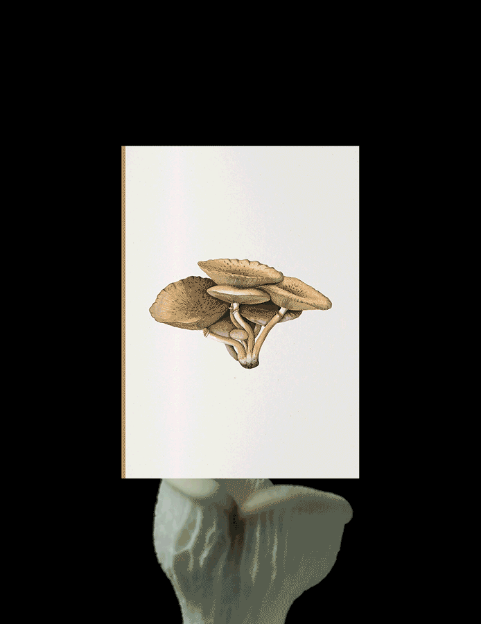 Fungi Journal Collection - Inocybe Pudica