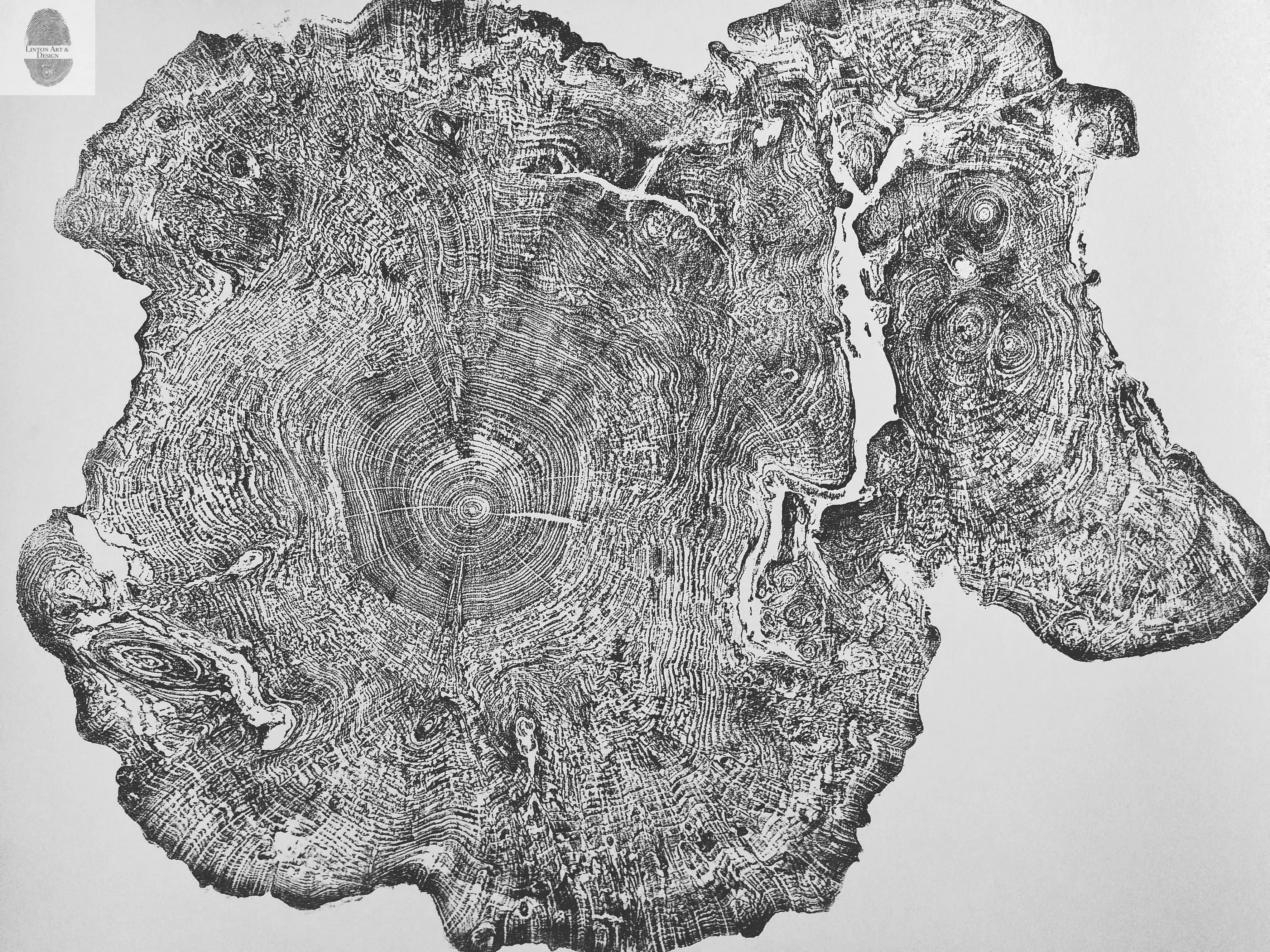 Big Leaf Maple, Tree ring print, Massachusetts art, Oversized tree ring Art, hand pressed tree rings, tree ring art print, Arborist art gift