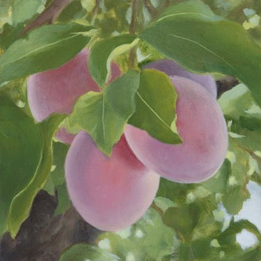 Purple plums in a bunch on a vine. Green leaves are interspersed.