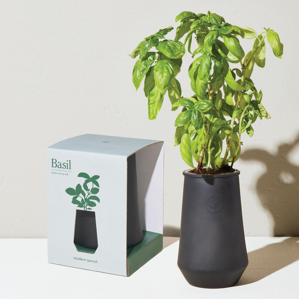 Just add water! This self-watering grow kit features a black glass planter outfitted with a passive hydroponic system known as wicking, which brings water and nutrients up to the plant's roots.&nbsp;