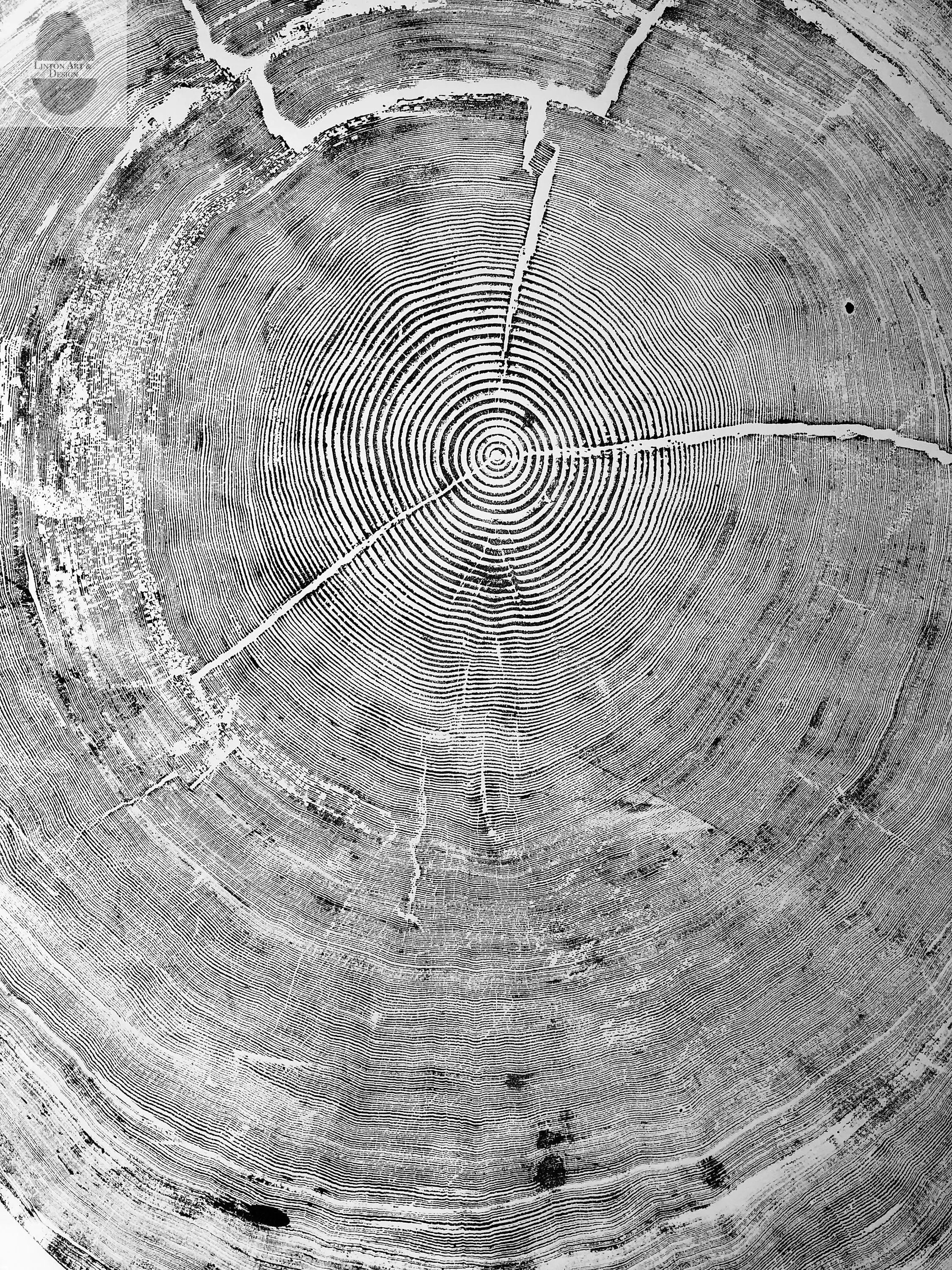 Oregon Coast Tree Ring Prints - Sitka Spruce Set of 3 - 24x36"