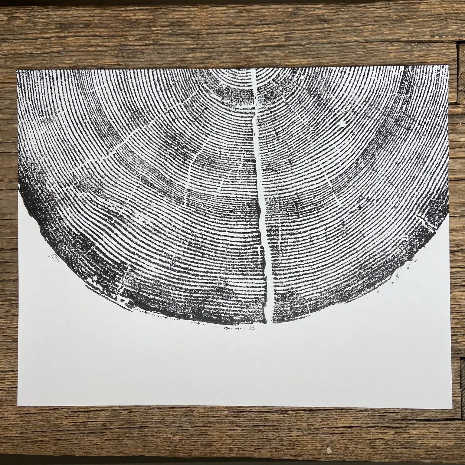 Rock Canyon Pine Limited Edition 11x14 inches