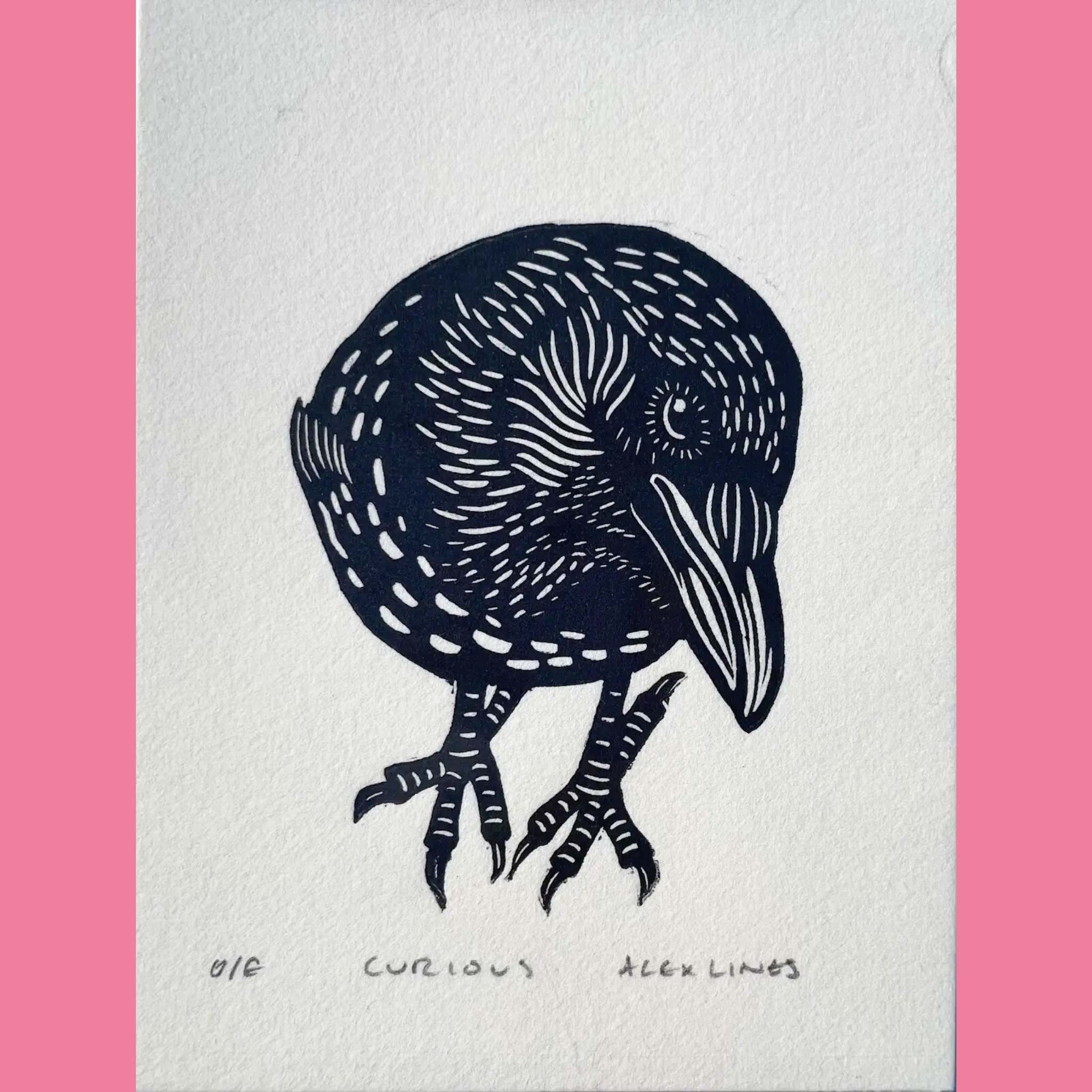 A black-and-white linocut print depicts a plump, curious crow or raven standing with its head tilted slightly, rendered in bold negative space with intricate white line details for feathers, a large beak, one visible round eye, and strong clawed feet. The artwork is printed on white paper with the title "CURIOUS," the number "016," and the signature "ALEX LINES" written below, surrounded by a bright pink border.