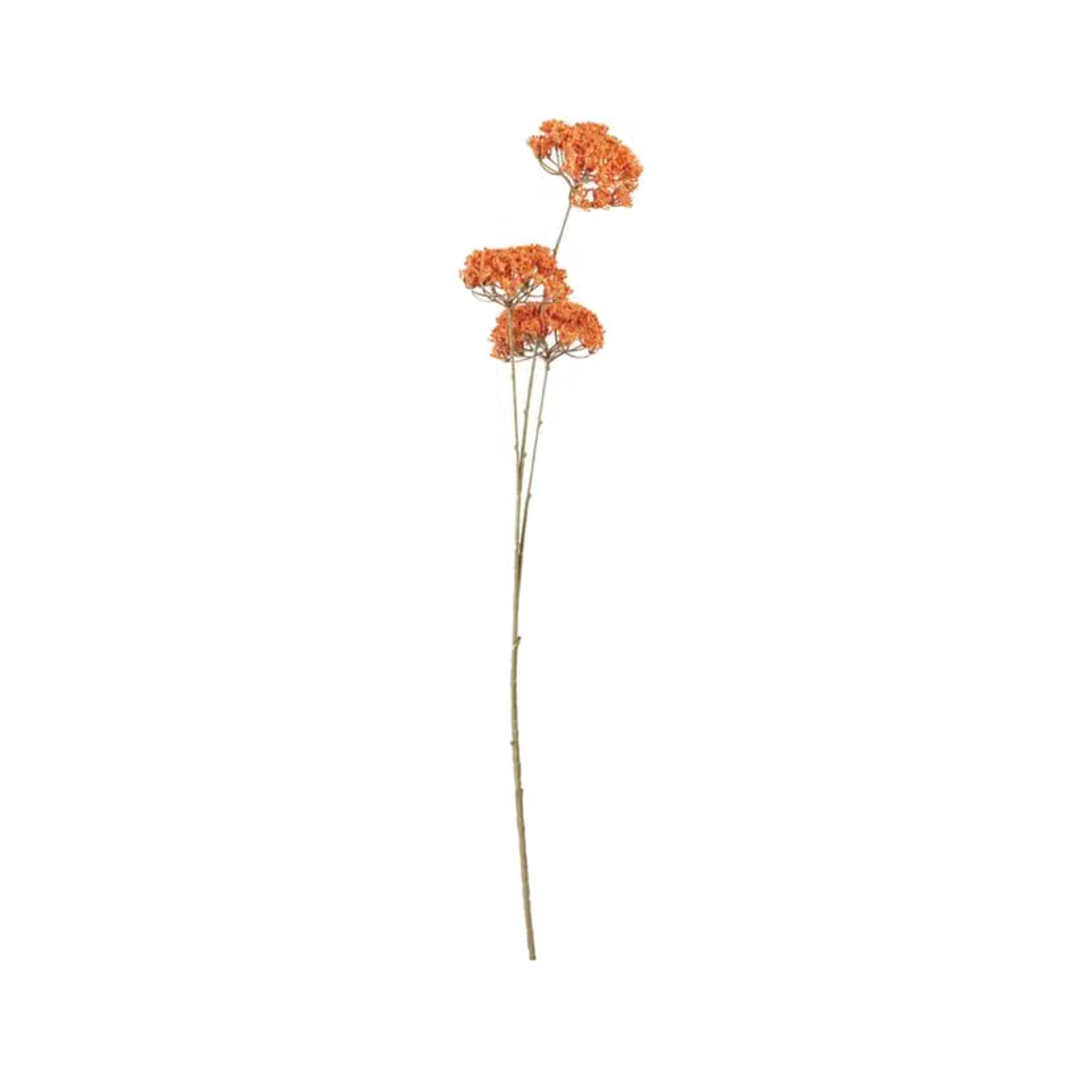A single stem of dried orange flowers with brown stems, isolated on a solid white background.
