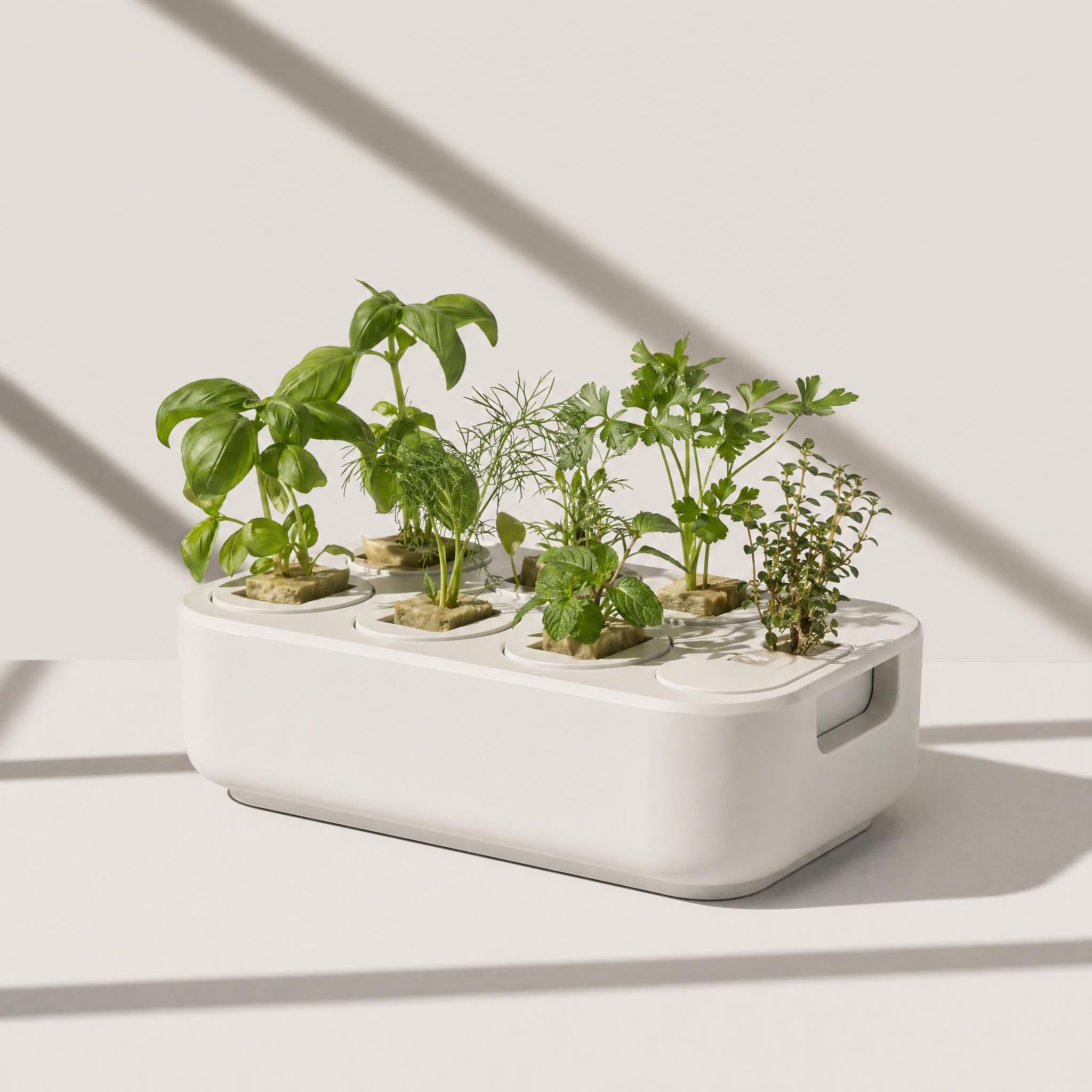 The Seed Starter