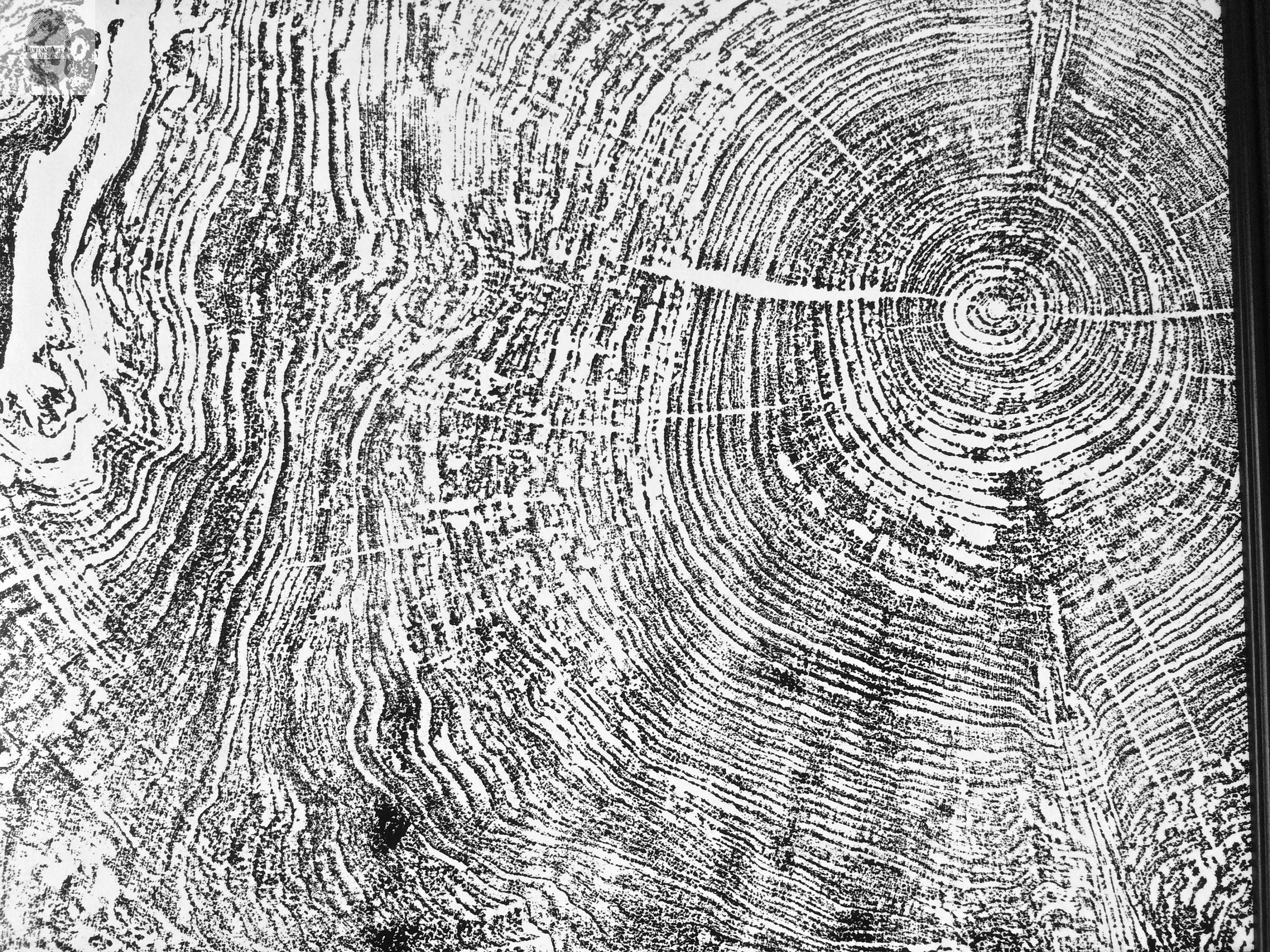 Set of 9 prints, Tree ring art, Maple Tree, Tree ring prints, Gallery wall art, Massachusetts Big Leaf Maple Tree 12x16 each prints