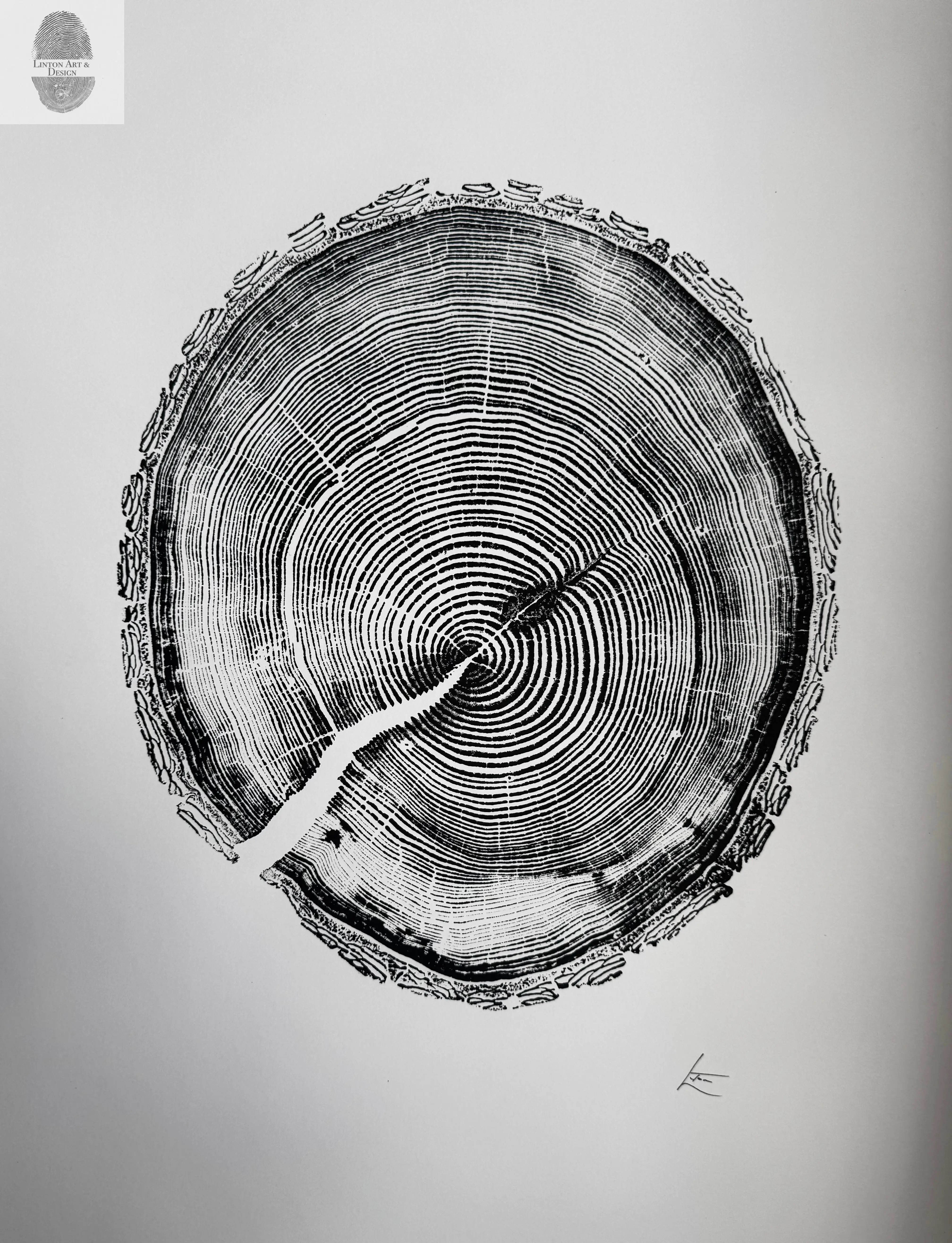 White Pine Tree Ring Impression – Taylor County, WI – 18x24 Signed Artwork