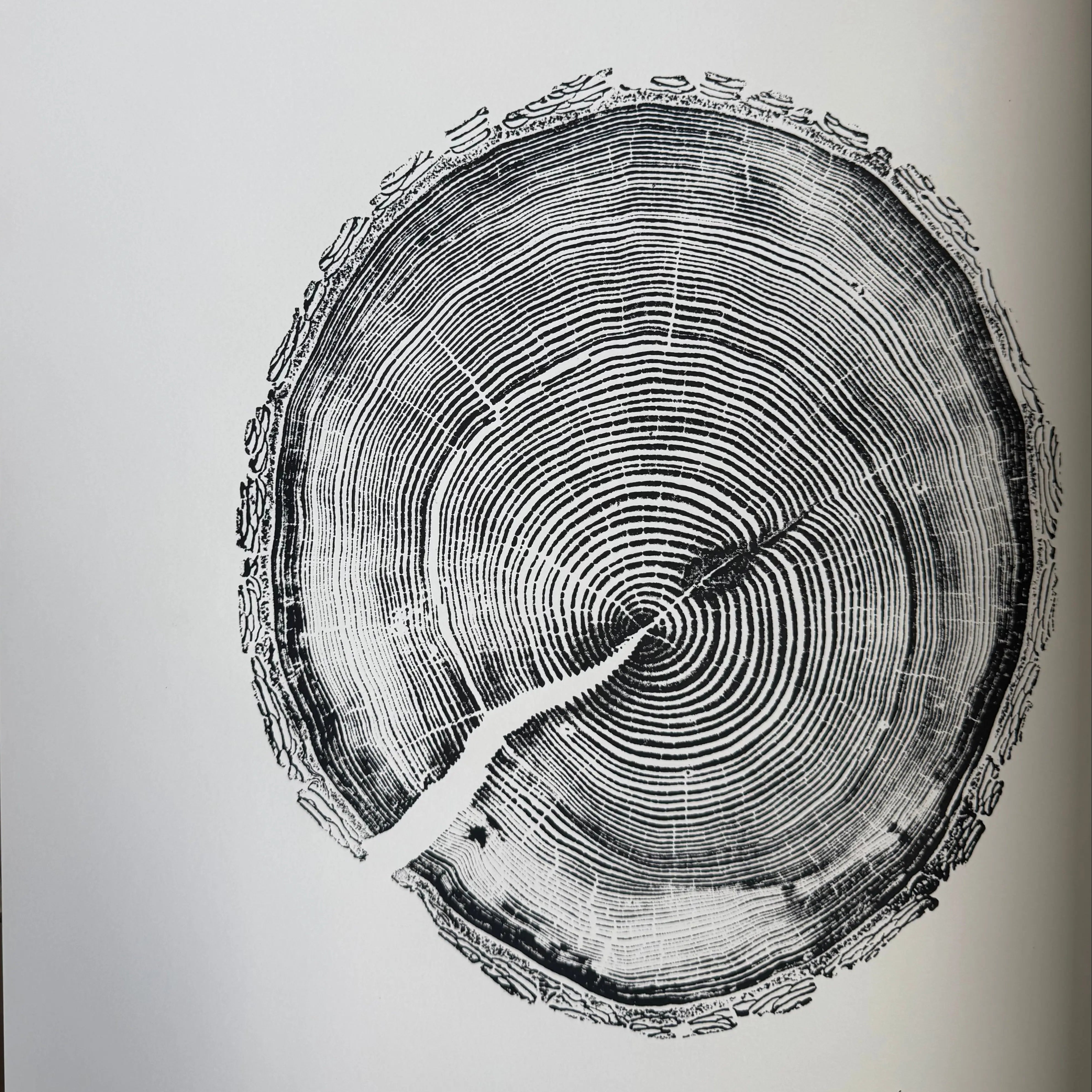 White Pine Tree Ring Impression – Taylor County, WI – 18x24 Signed Artwork