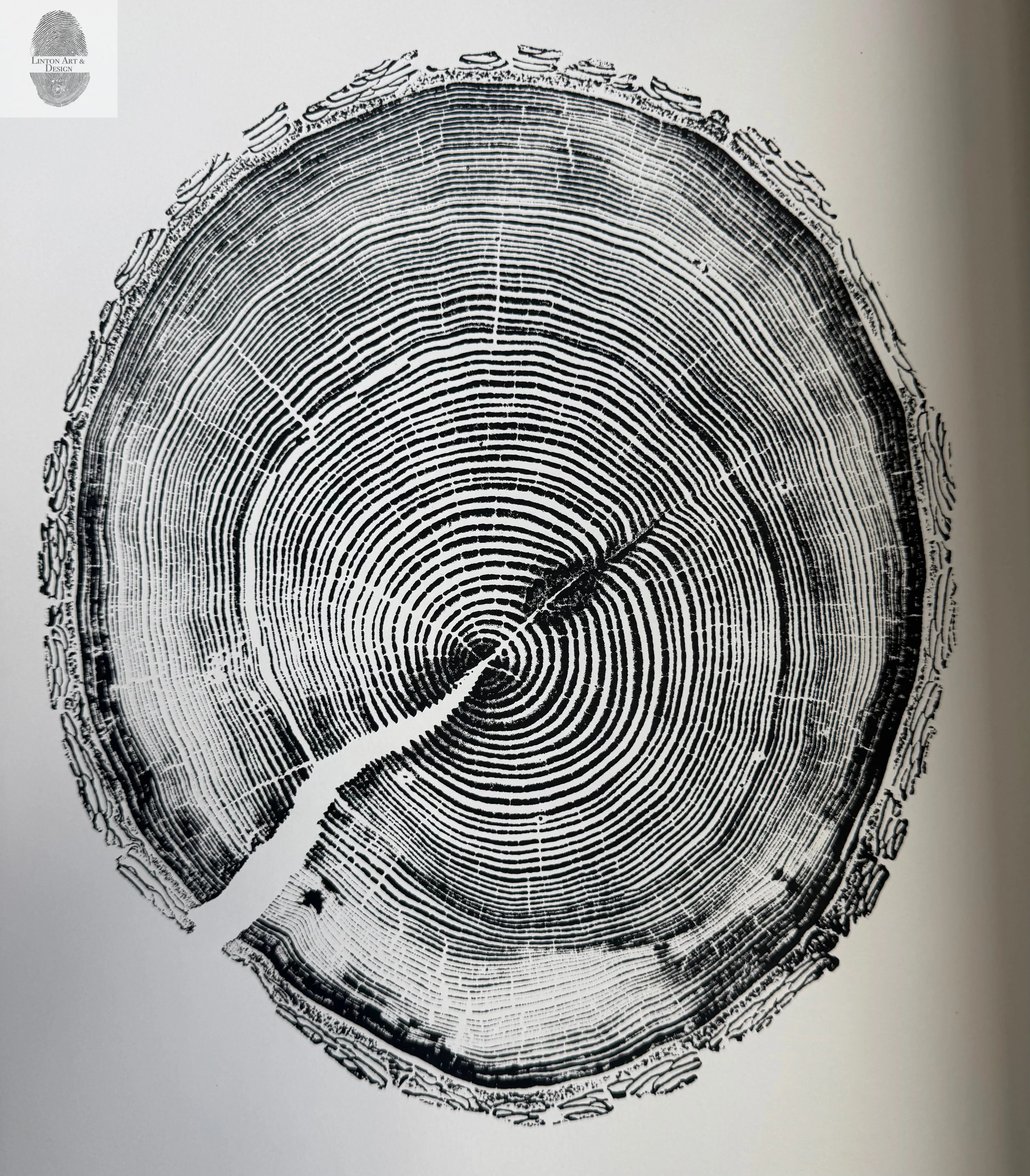 White Pine Tree Ring Impression – Taylor County, WI – 18x24 Signed Artwork