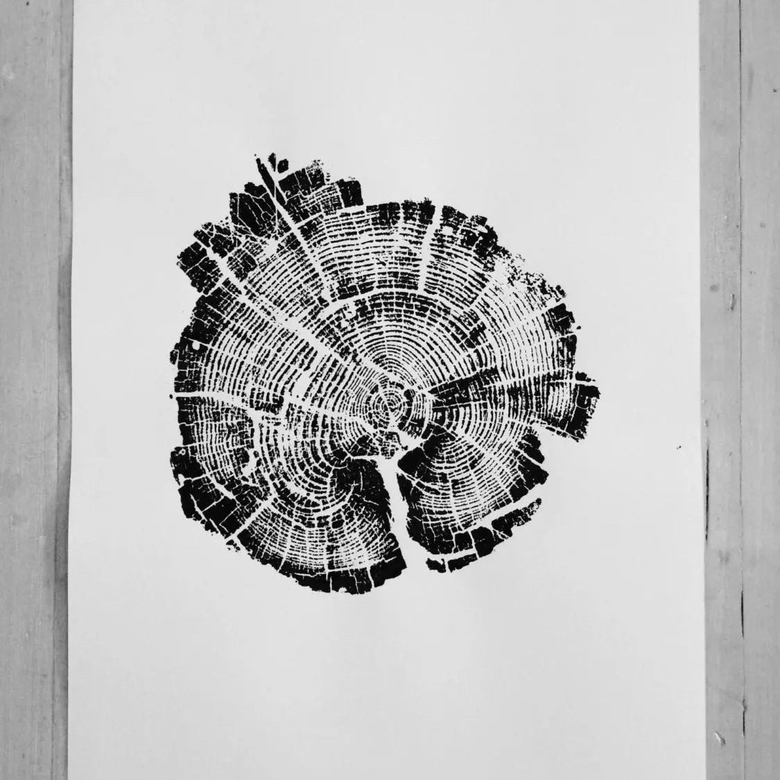 Yellowstone Pine - 18x24 print