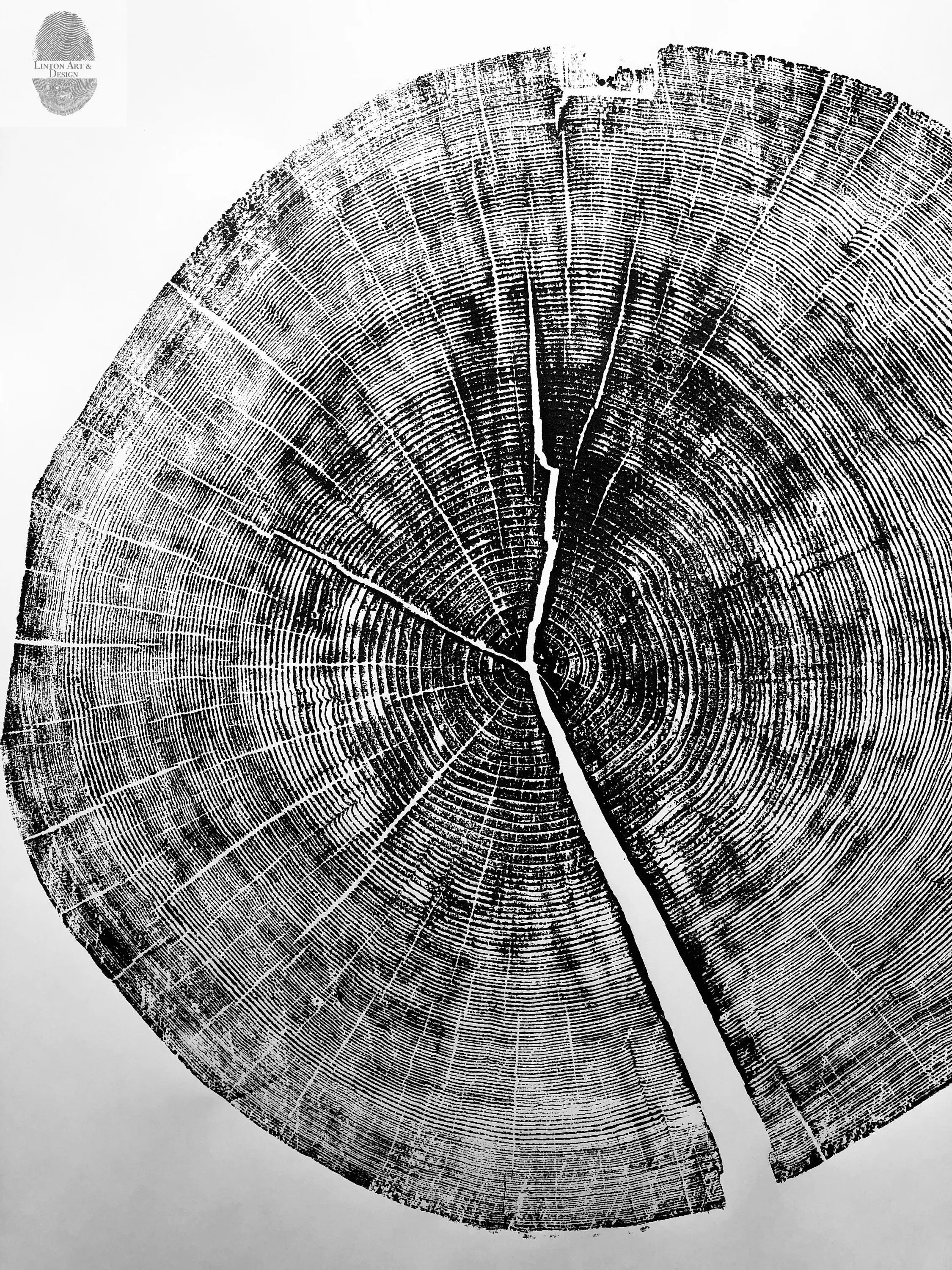 Yosemite National Park, California Pine - 36x36 print