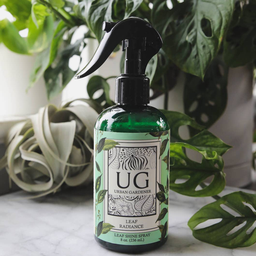  Keep your houseplant leaves healthy and beautiful with Urban Gardener's Leaf Radiance. Unlike any other shine on the market, Leaf Radiance uses only non-mineral oils that will not damage leaves' outer cuticles or clog pores used in respiration. Let your plant breathe easily while enjoying a radiant glow from its leaves 