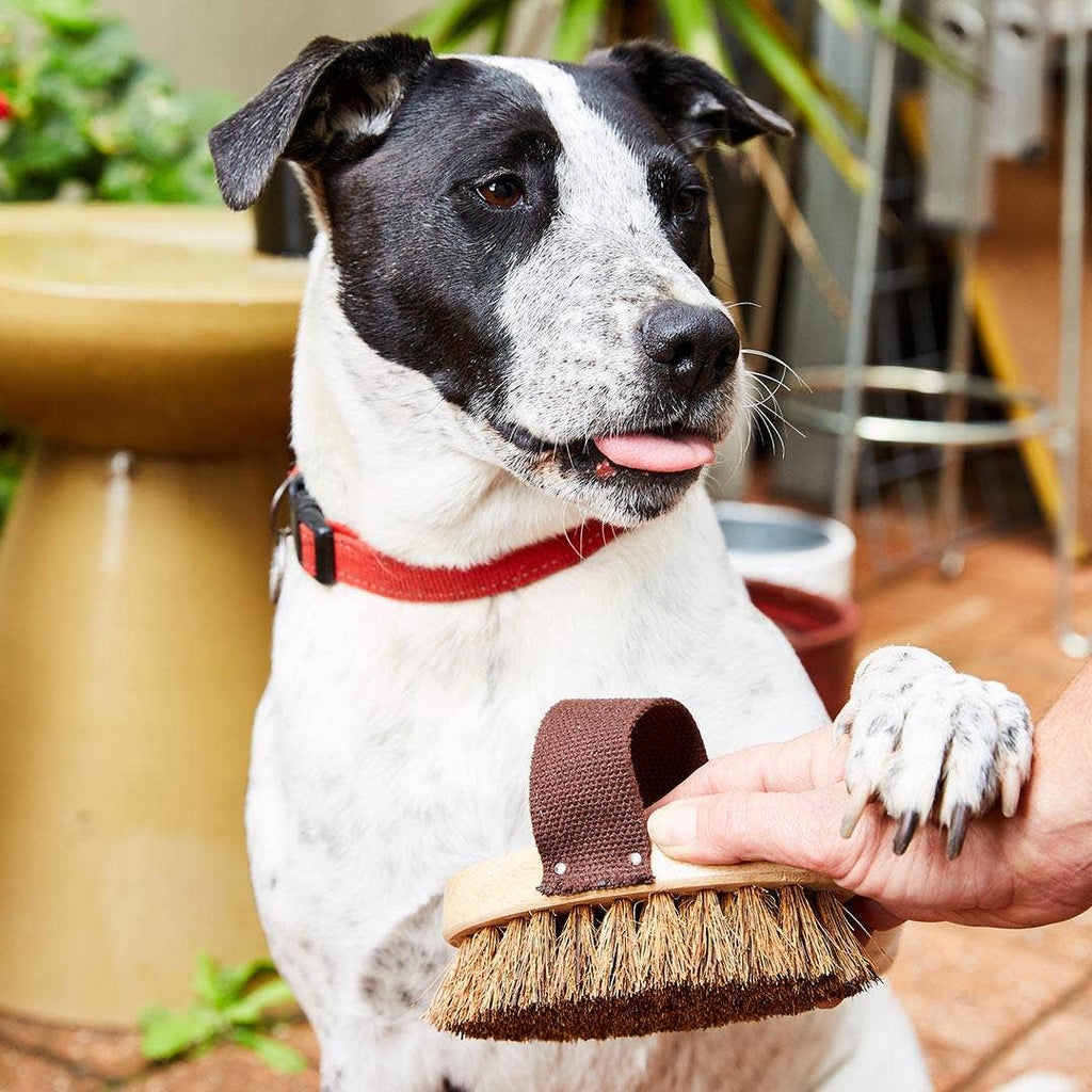 Premium quality, handmade from naturally anti-bacterial coconut fiber and palmyrah fiber on a rubber wood block with a webbed cotton strap. This plastic free pet brush can be used to brush out dust, sand and loose hairs. Ideal to remove dandruff or dry skin; the natural fiber rounded bristle ends will not scratch or irritate your pets sensitive skin. Perfect for dogs and larger pets, your pet will love the gentle massage the brush gives.  Size  Length  6", width: 3", depth: 2"