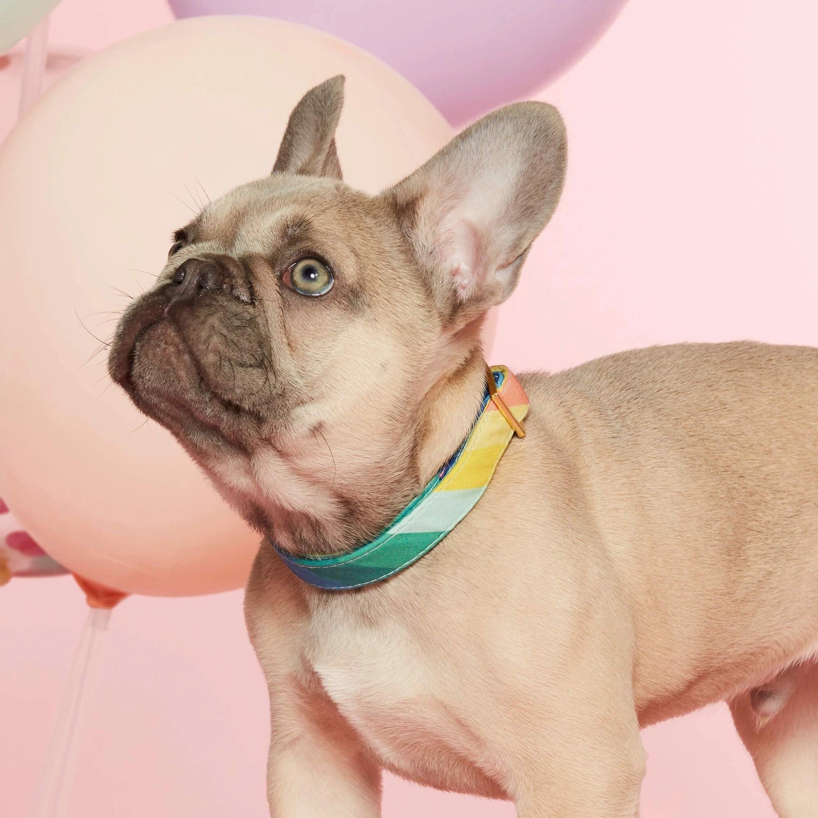 Over the Rainbow Dog Collar - 4 Sizes