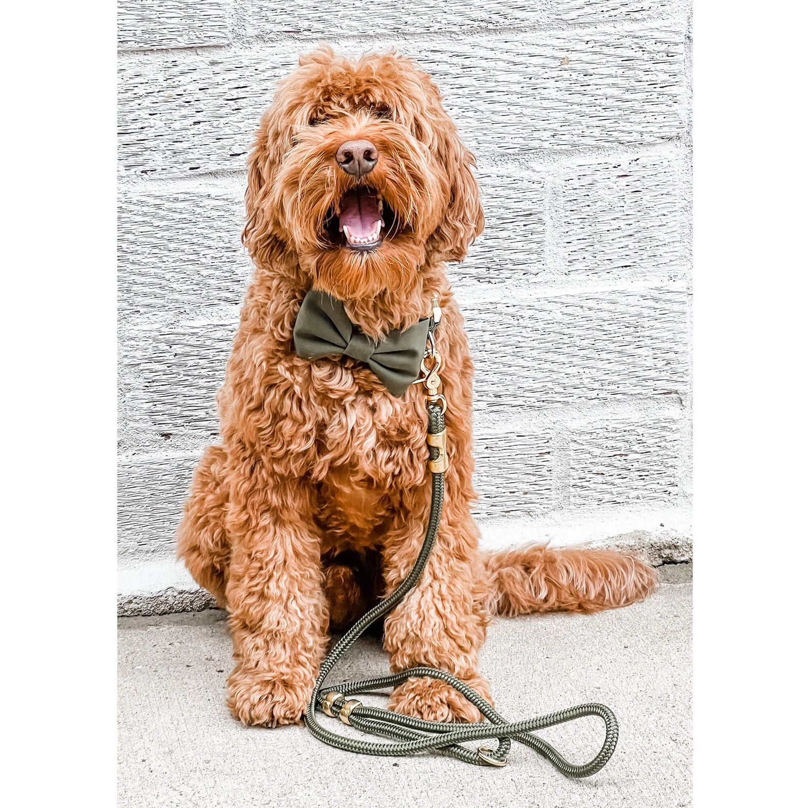 Olive Marine Rope Dog Leash - Standard 5 ft.