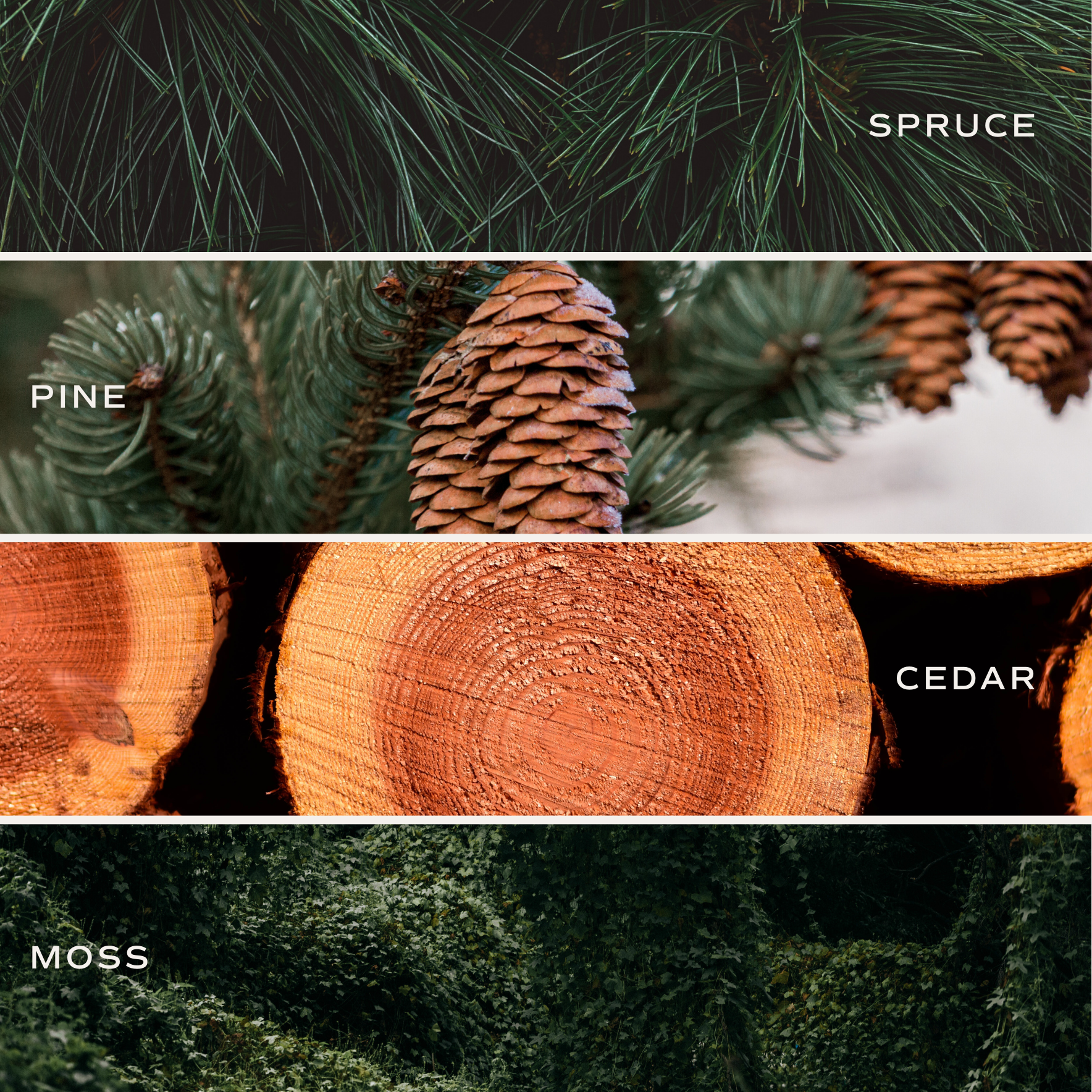 Collage of spruce, pine, cedar, and moss with labels.