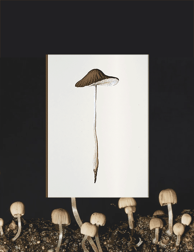 Fungi Journal Collection - Agaricus Radicatus