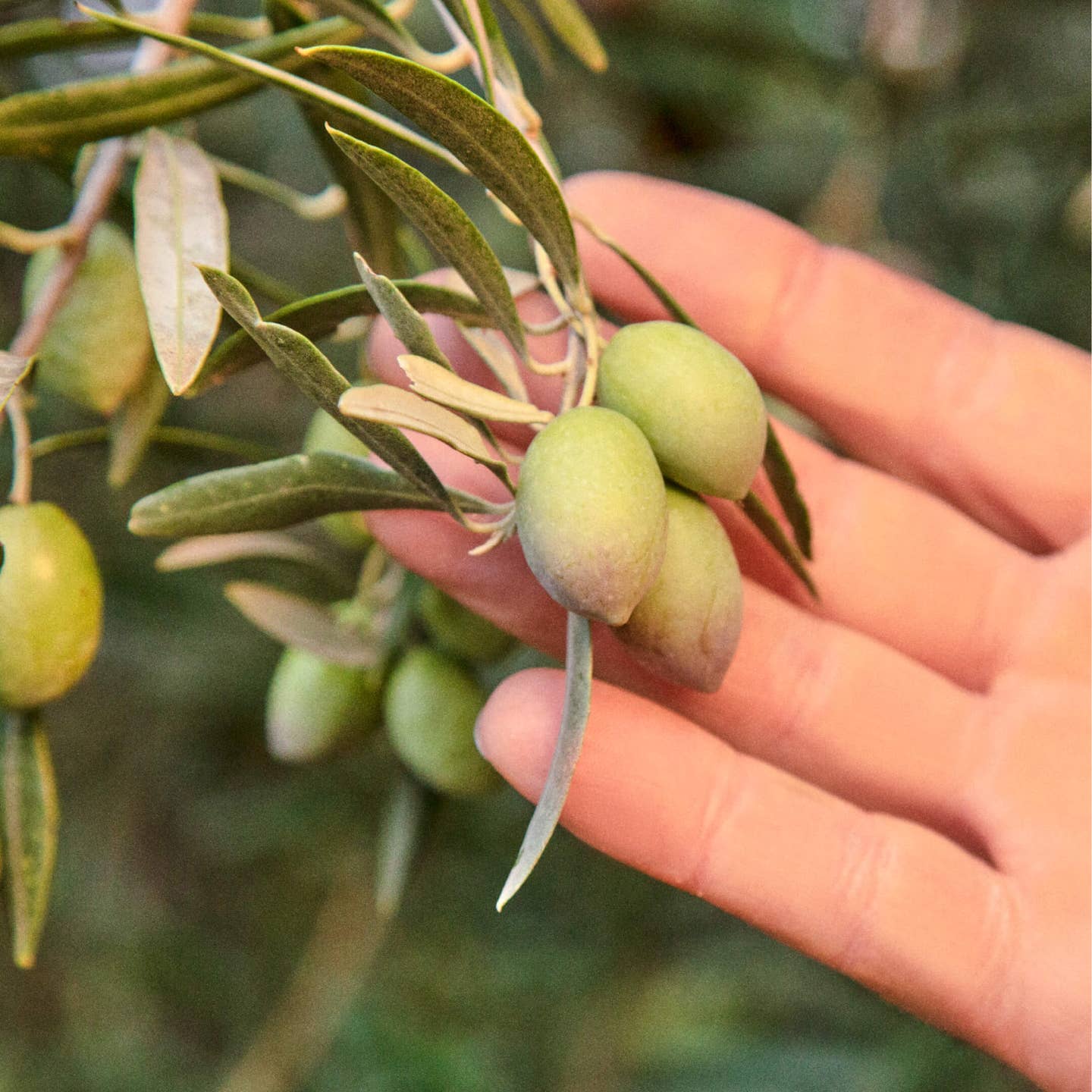 Drizzle - Extra Virgin Olive Oil