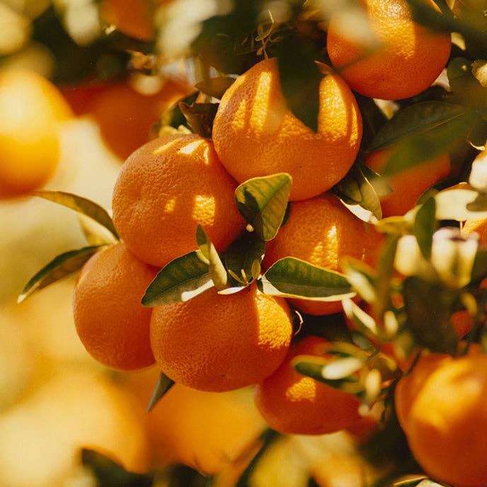 Oranges hanging from a tree with green leaves