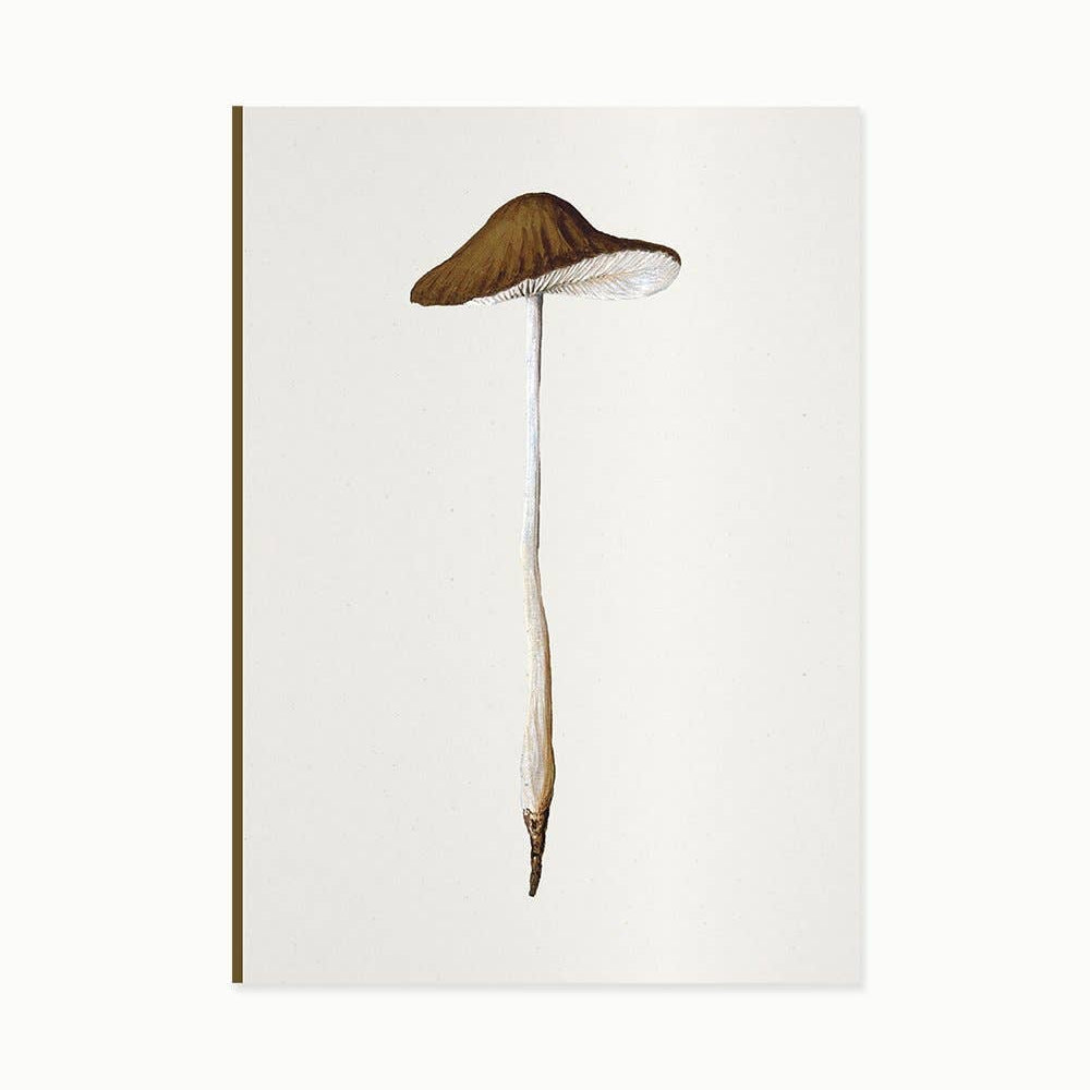 Fungi Journal Collection - Agaricus Radicatus