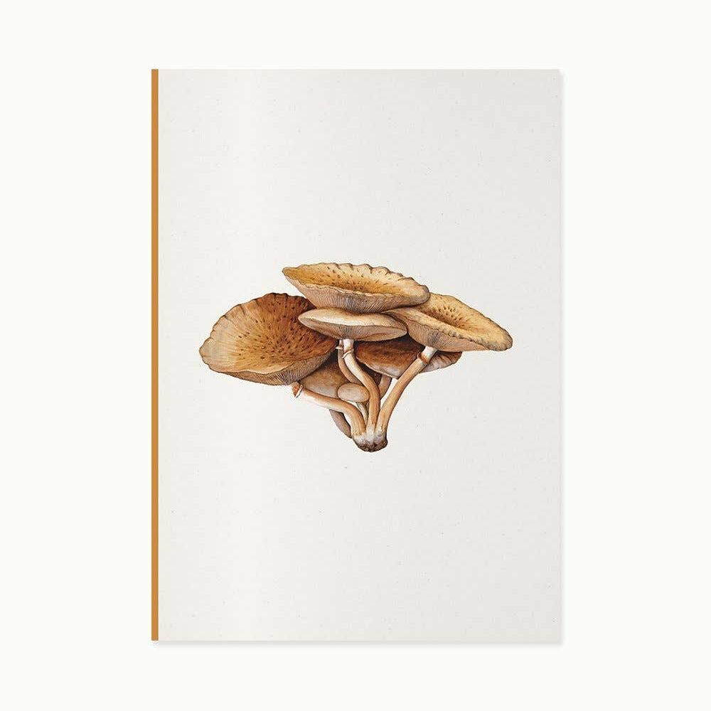 Fungi Journal Collection - Inocybe Pudica