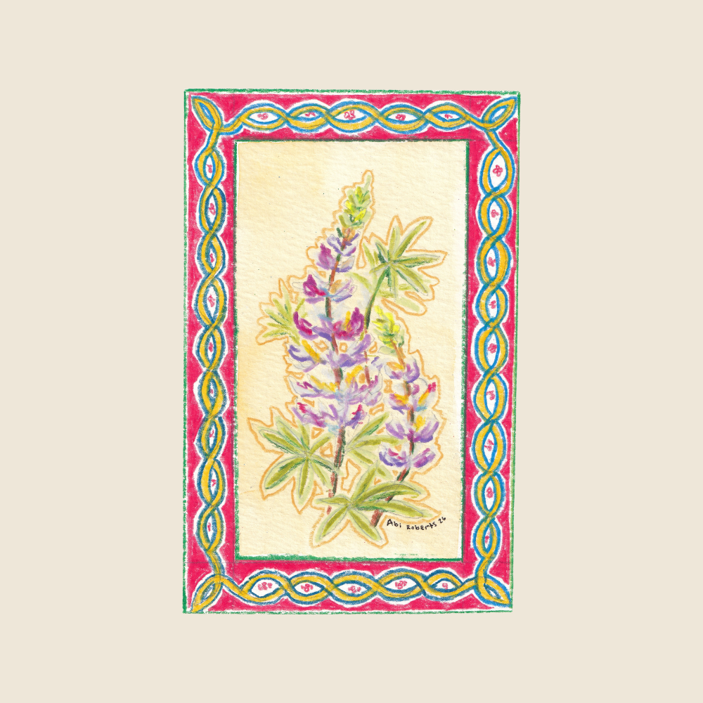 Silvery Lupine - Original Painting - Understory