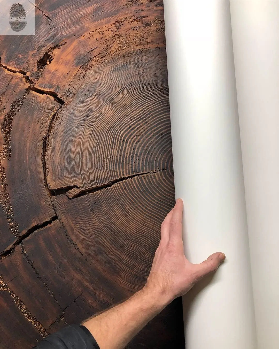 Oregon Coast Sitka Spruce - 52x60 - Tree Wall Art