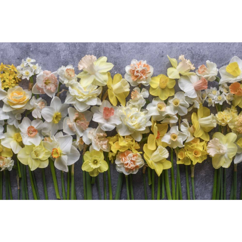 Daffodils: Beautiful Varieties For Home and Garden