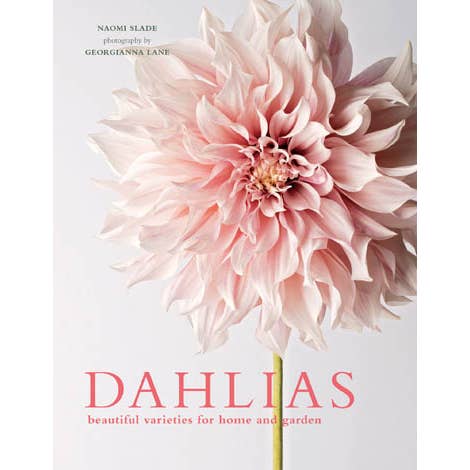 The dahlia is a fabulous cutting flower for the home garden. Cut one bloom, and ten more appear on the plant. Blooming late summer to the first frost of autumn, this native of Mexico provides explosions of color in home gardens. The author’s commentary unearths the dahlia from its Aztec origins and imparts practical, hands-on knowledge for growing and overwintering these tropical plants in wintry climes. Including classics like Café au Lait and lesser-known varieties like Voodoo and Honka.