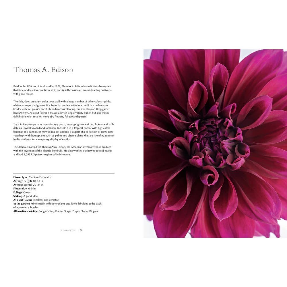 Dahlias: Beautiful Varieties For Home & Garden