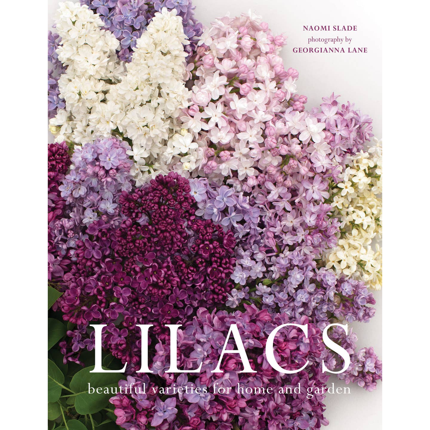 This seventh book in the Gibbs Smith flower series is filled with the perfume of love and memories of home. Lilacs are frequently associated with the Easter holiday, which occurs during the peak of its bloom time. Lilacs have been a source of inspiration for artists throughout history; Impressionists Vincent Van Gogh and Claude Monet both made famous paintings depicting the beauty of lilacs. Lilacs are ubiquitous both within curated gardens and in the wild. 