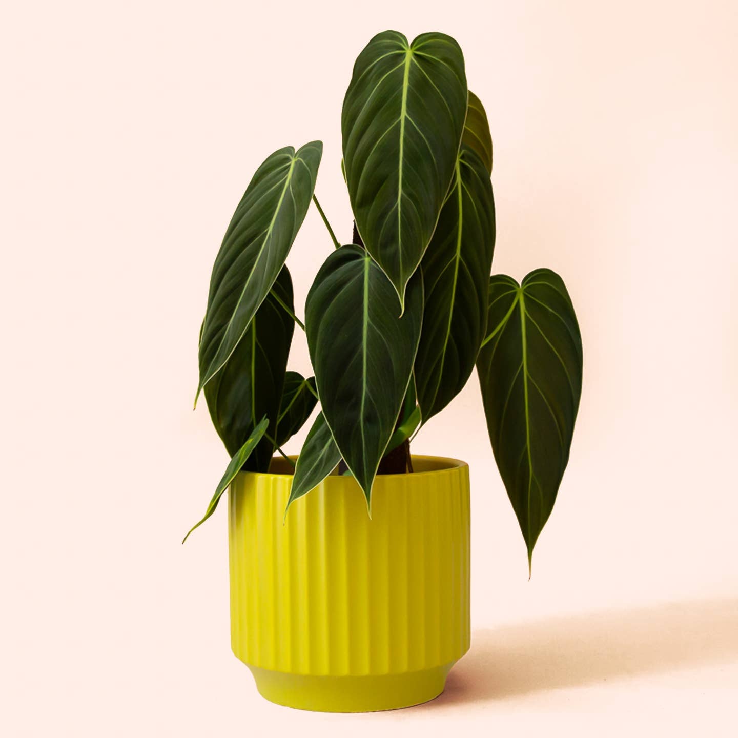 Mustard Yellow Monroe Planter - 2 Sizes Available