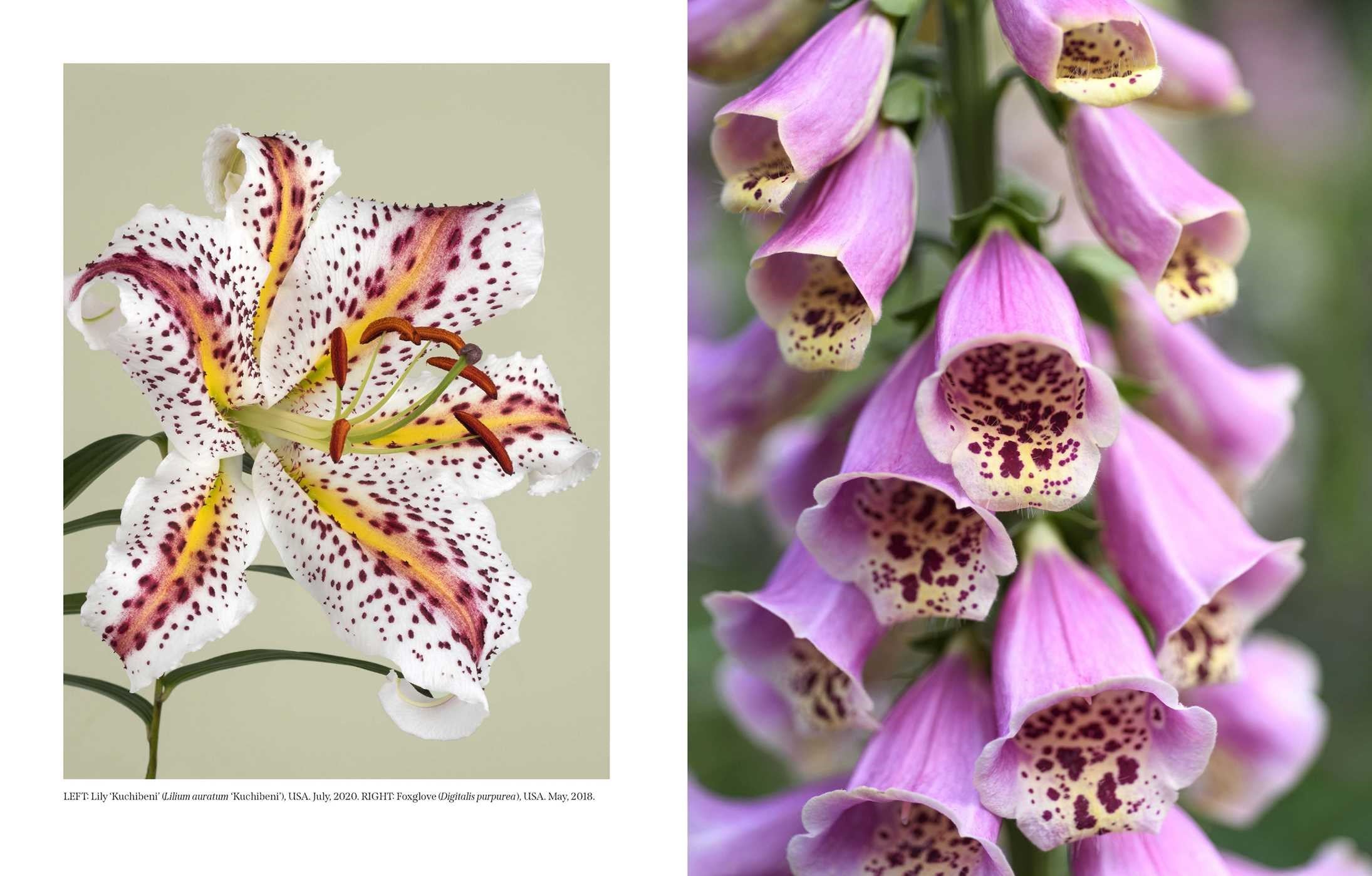 Beautiful Blooms: A Photographic Celebration
