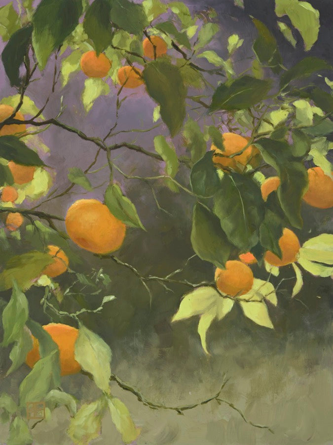 A big cluster of oranges on a tree branch with big green leaves. 