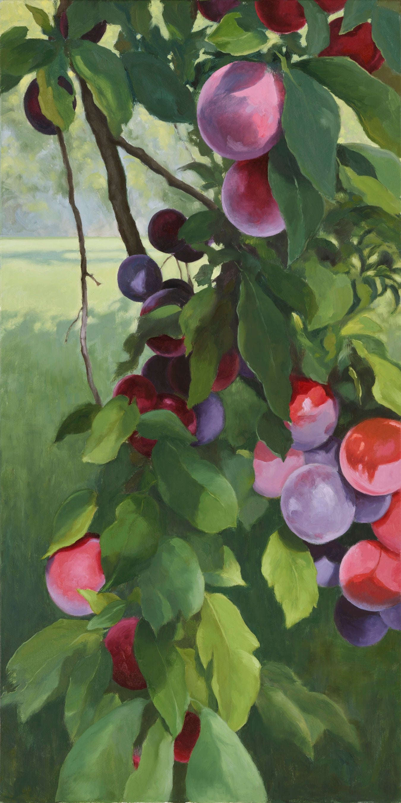 Pink, purple, and red plums ripe on a vine with big, green leaves interspersed. 