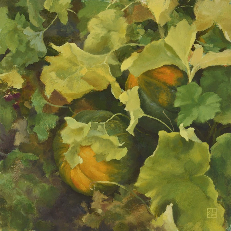 Green and orange ripening pumpkins on the vine on the ground with big, green leaves surrounding them. 