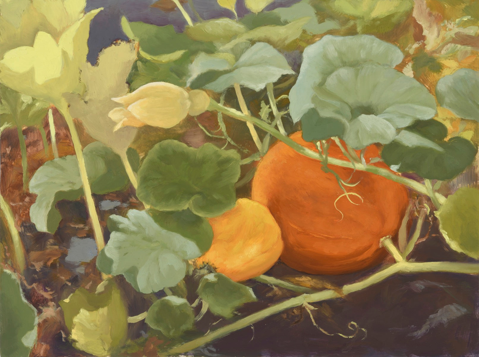 Two bright orange pumpkins on the ground on the vine with big leaves surrounding them. 