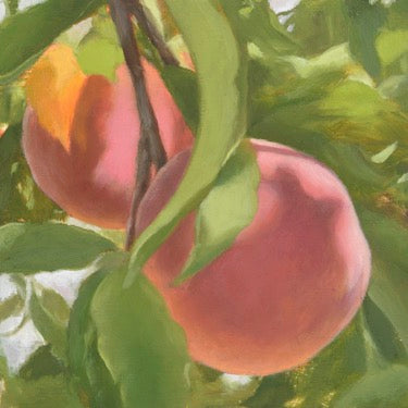 Pink peaches with green leaves. It's a close up of the peaches on the vine. 