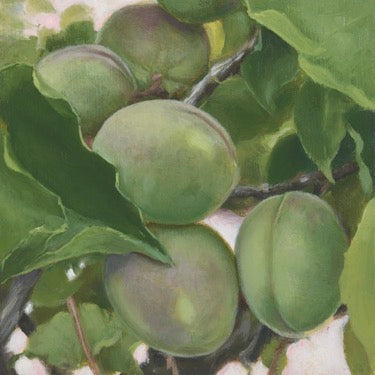 Ripening fruit on the vine. The stone fruit is green, turning purple. There are bright green leaves mixed in. 