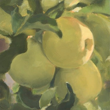 Green apples on the branch with green leaves. The sun is shining on the apples. 