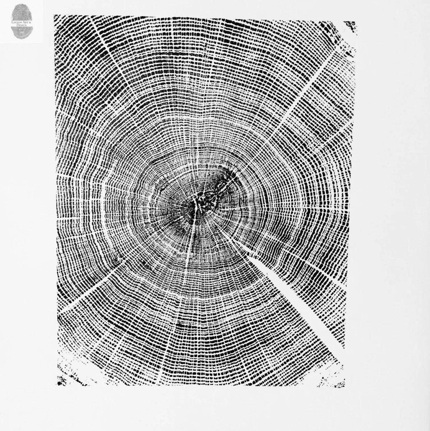 Oak Tree Ring Print- 18x24 print