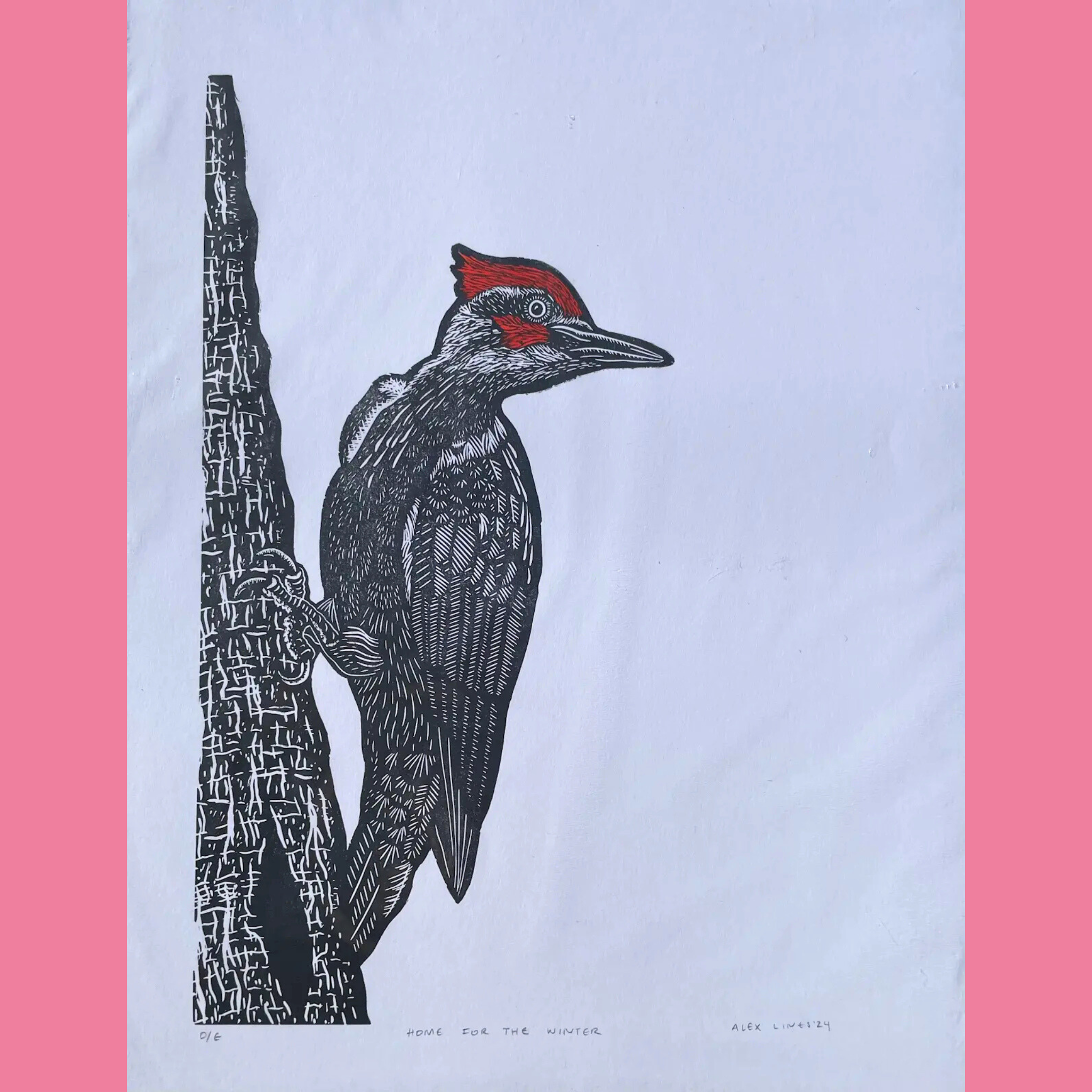 A black-and-white linocut print shows a detailed pileated woodpecker perched upright on the side of a tall, textured tree trunk, its striking red crest vividly highlighted, sharp beak in profile, and intricate feather patterns rendered in fine white lines against a dark body. The artwork is printed on white paper with the title "HOME FOR THE WINTER," the number "016," and the signature "ALEX LINES '24" written below, surrounded by a bright pink border.
