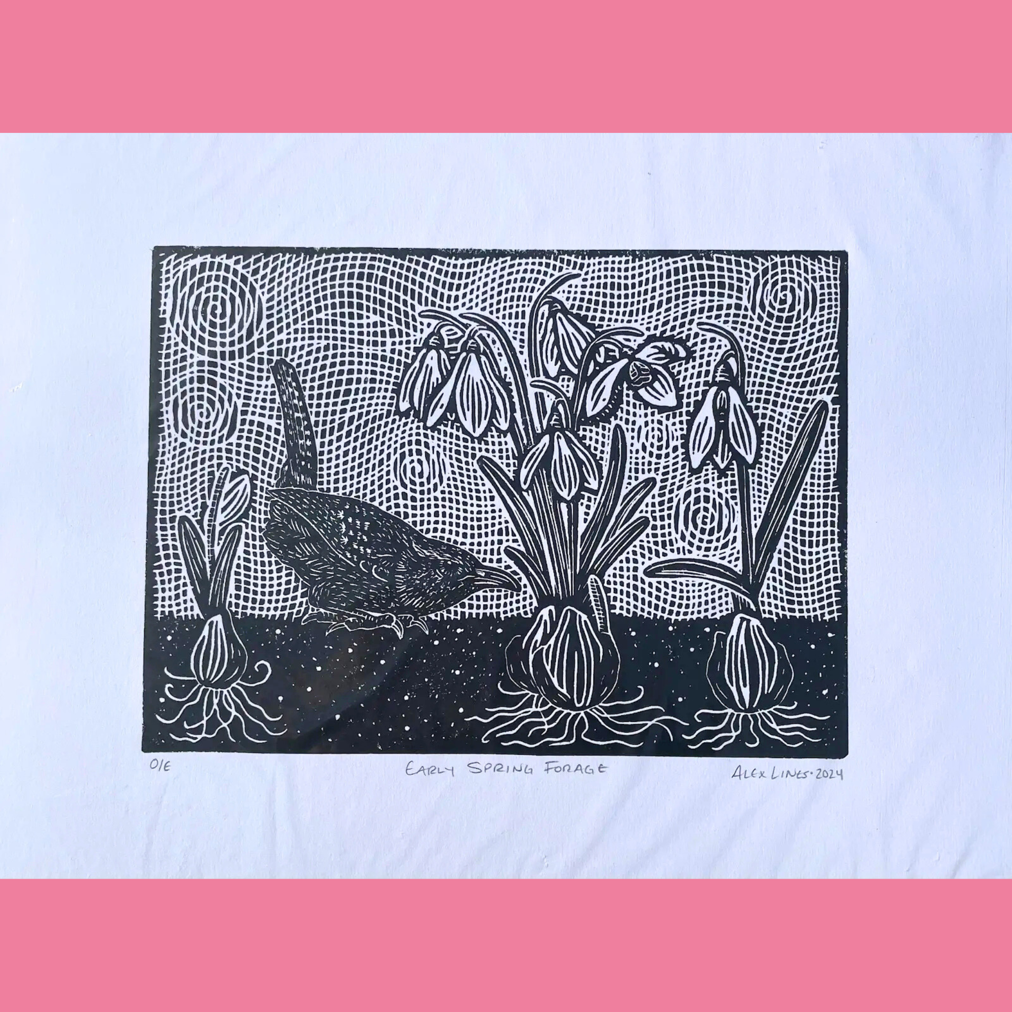 A black-and-white linocut print shows a small, detailed wren foraging near the base of several snowdrop flowers, with their characteristic drooping white blooms and long green stems emerging from bulbous roots in a textured, snowy ground filled with white dots and swirling patterns. The artwork is printed on white paper with the title "EARLY SPRING FORAGE," the number "016," and the signature "ALEX LINES • 2024" written below, surrounded by a bright pink border.