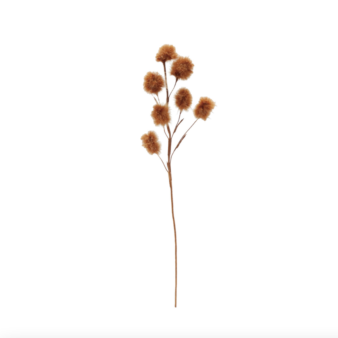 A single dried decorative stem with five fluffy tan-brown seed heads on a plain white background.