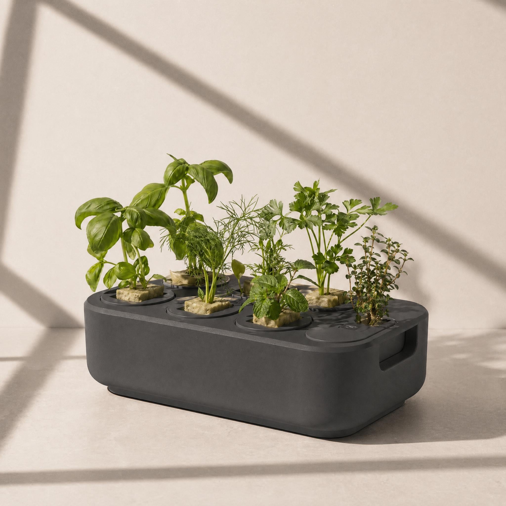The Seed Starter