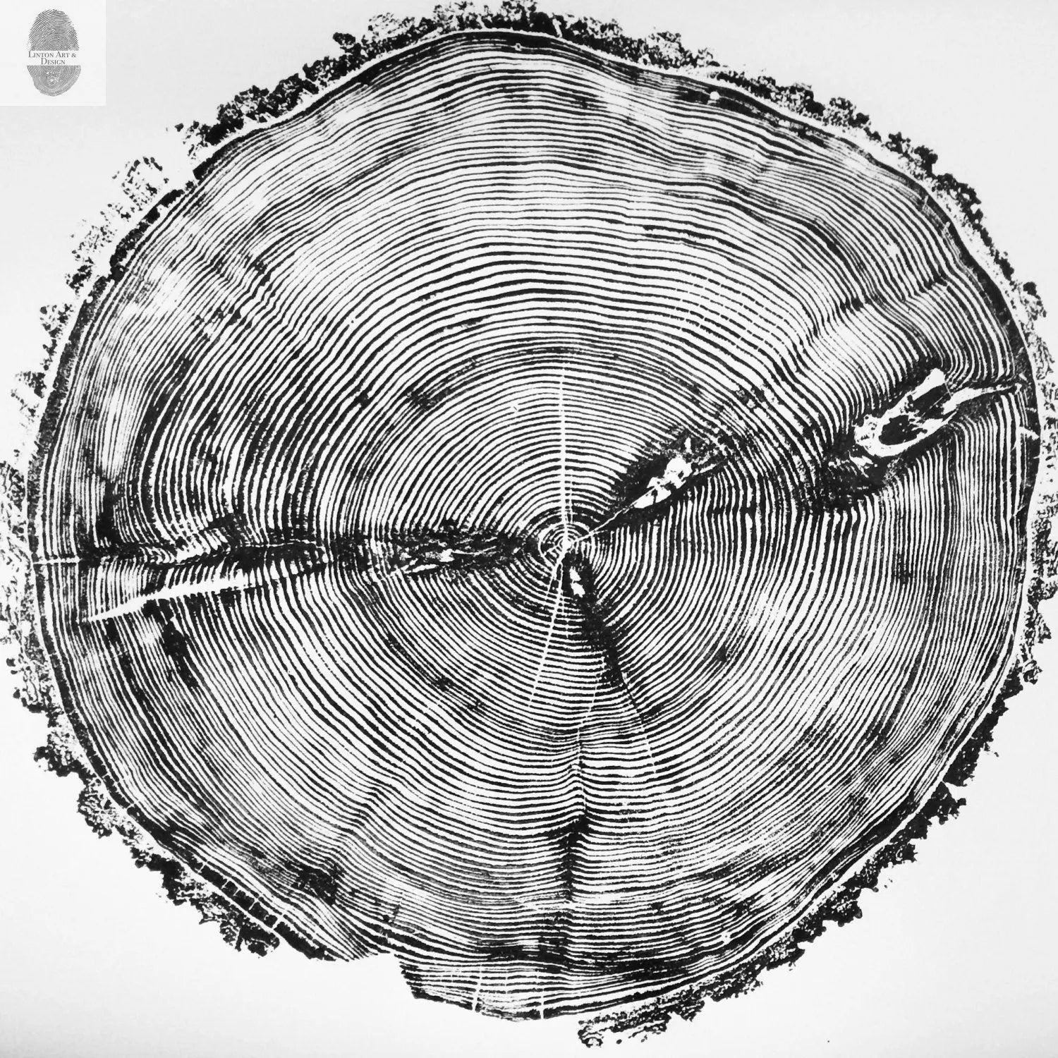 Sundance Canyon, Utah, White Pine - 36x36 Print