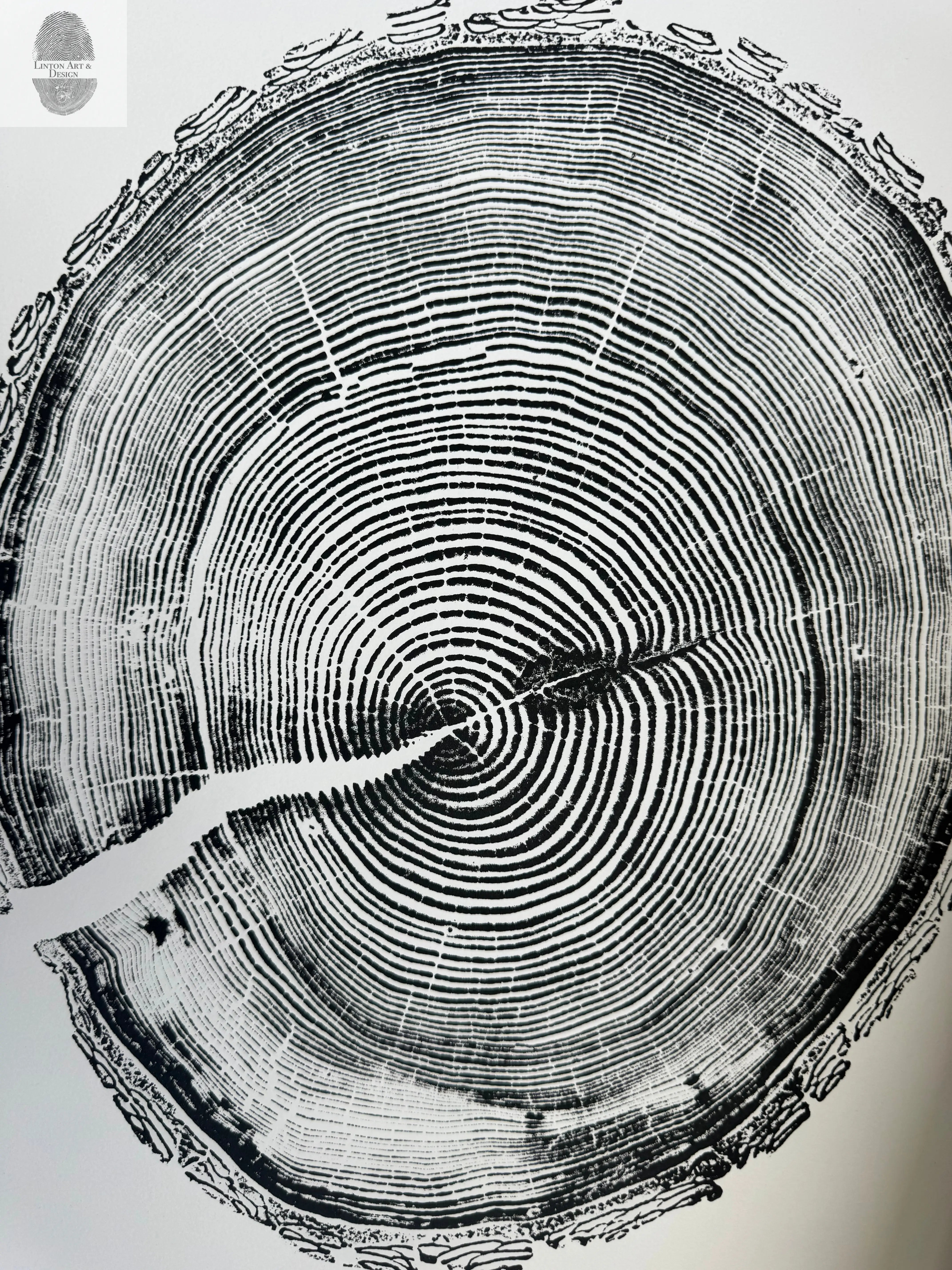 White Pine Tree Ring Impression – Taylor County, WI – 18x24 Signed Artwork