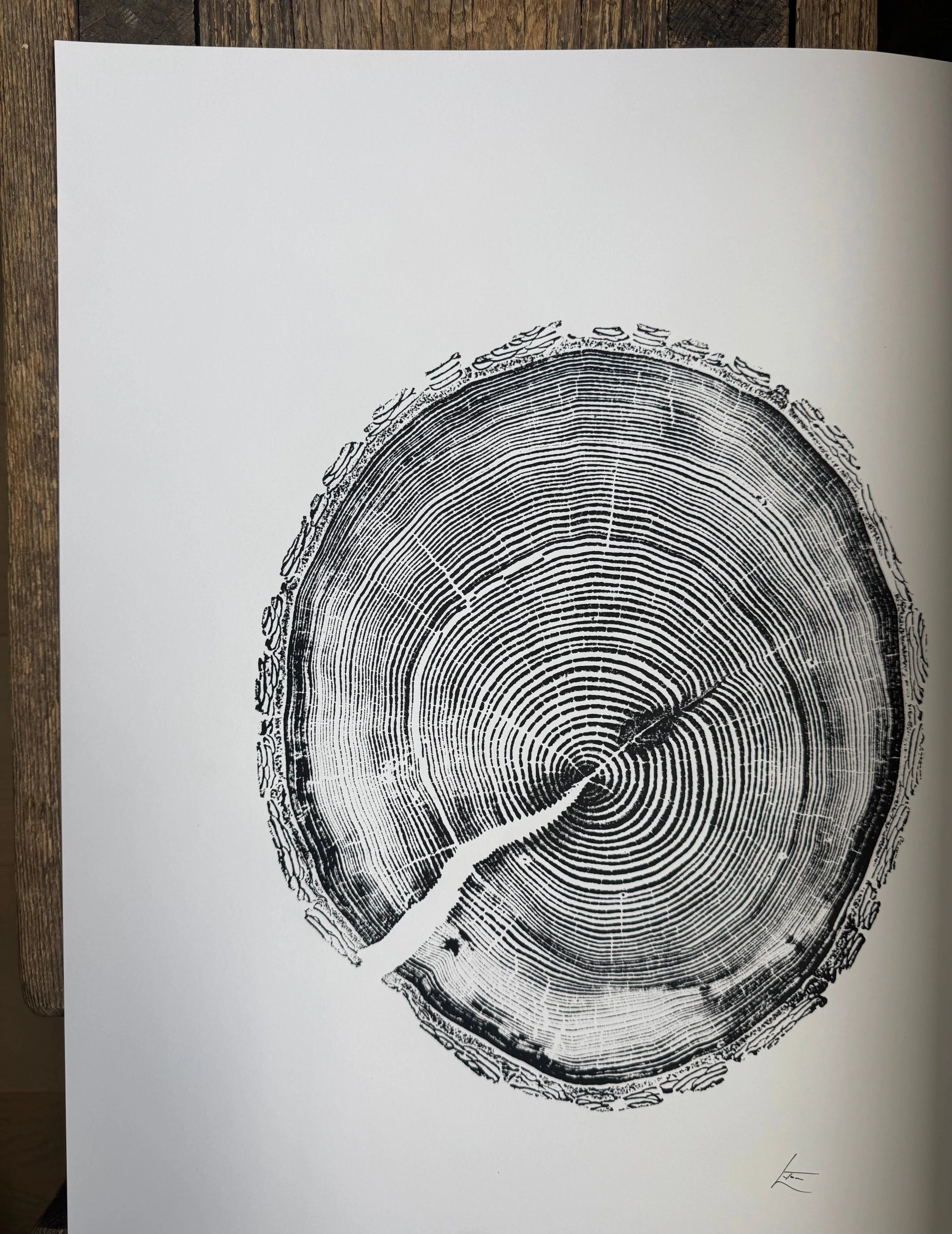 White Pine Tree Ring Impression – Taylor County, WI – 18x24 Signed Artwork