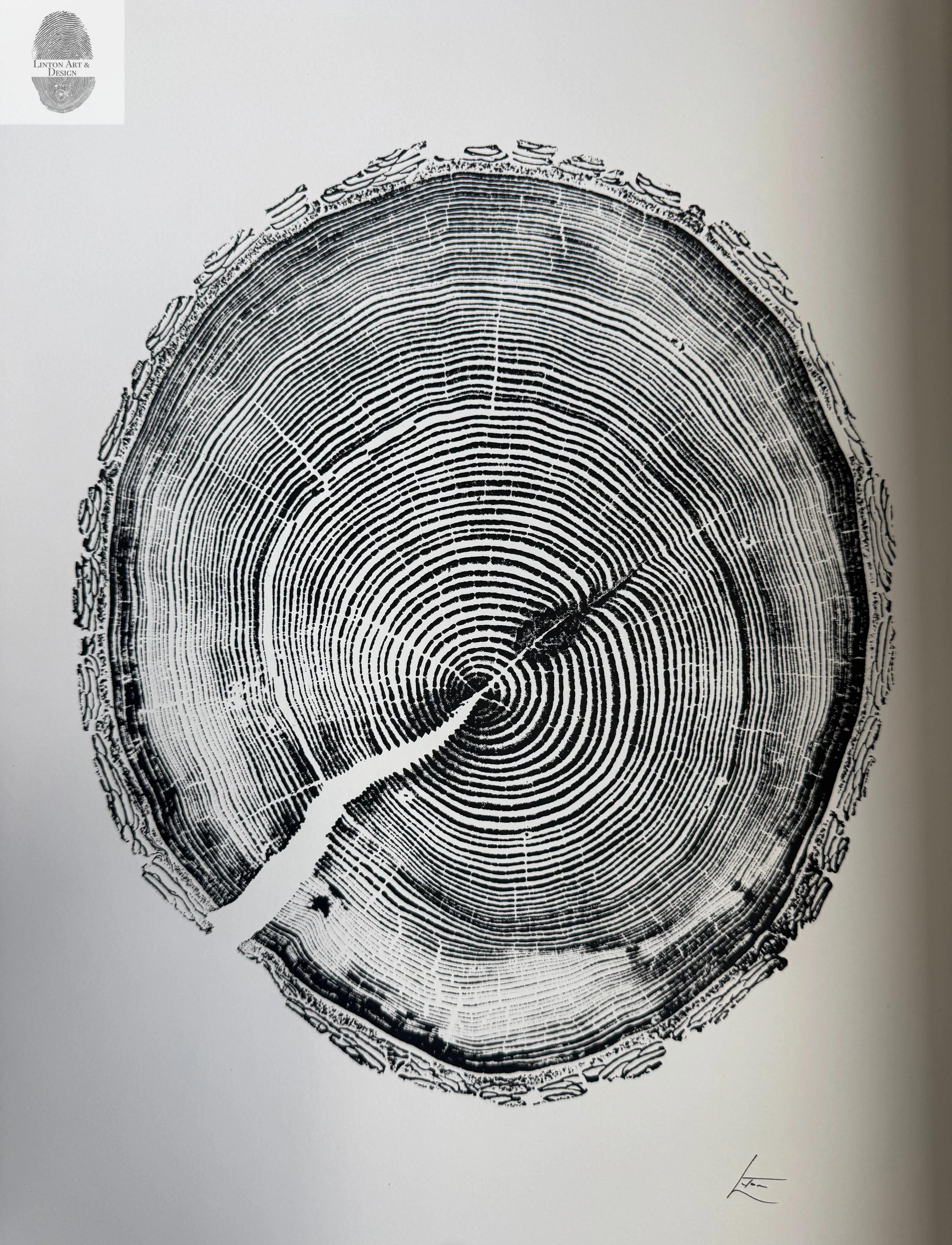 White Pine Tree Ring Impression – Taylor County, WI – 18x24 Signed Artwork