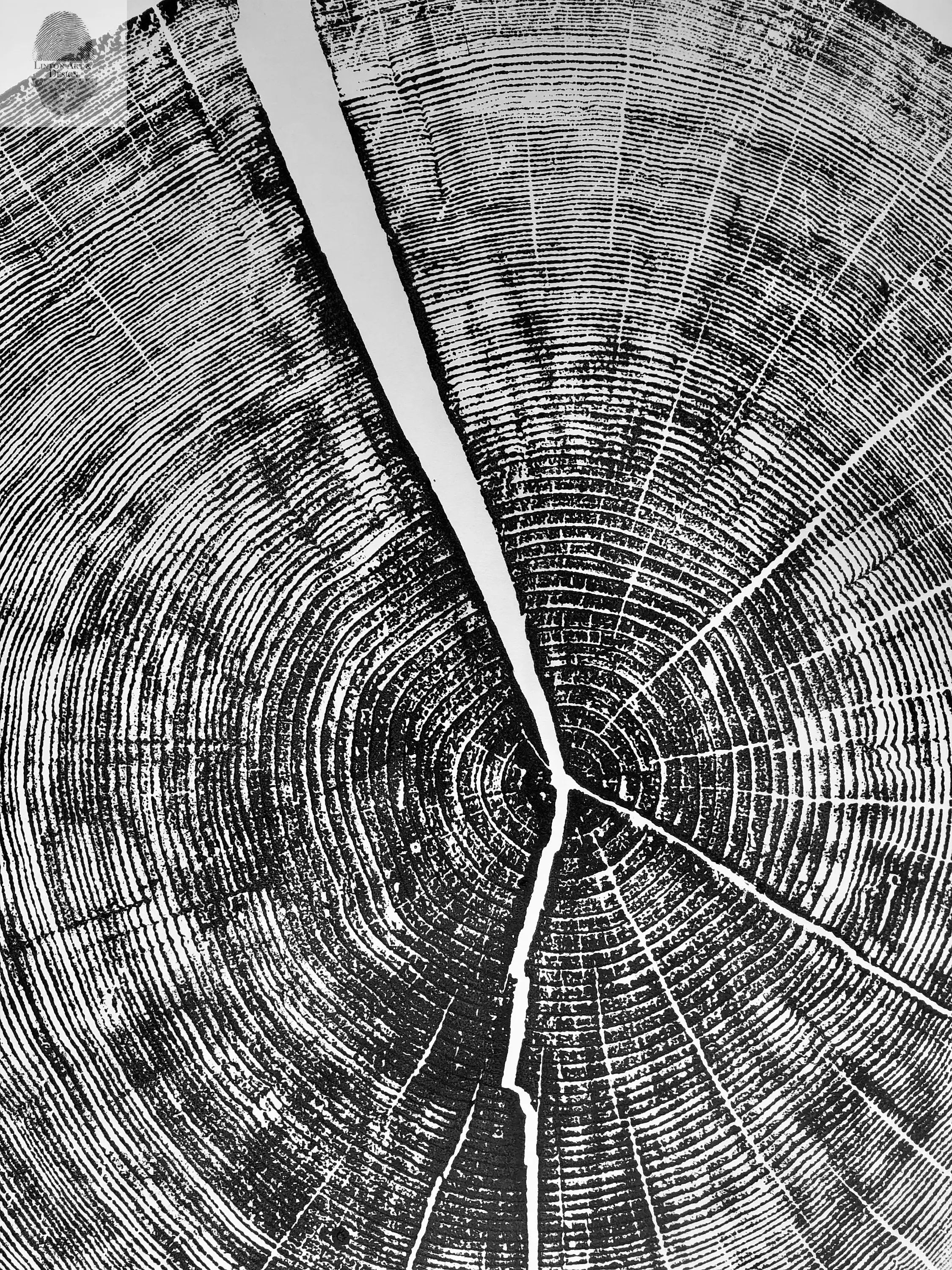 Yosemite National Park, California Pine - 36x36 print